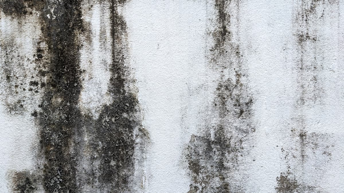 Black mold growth on a wall before professional mold remediation
